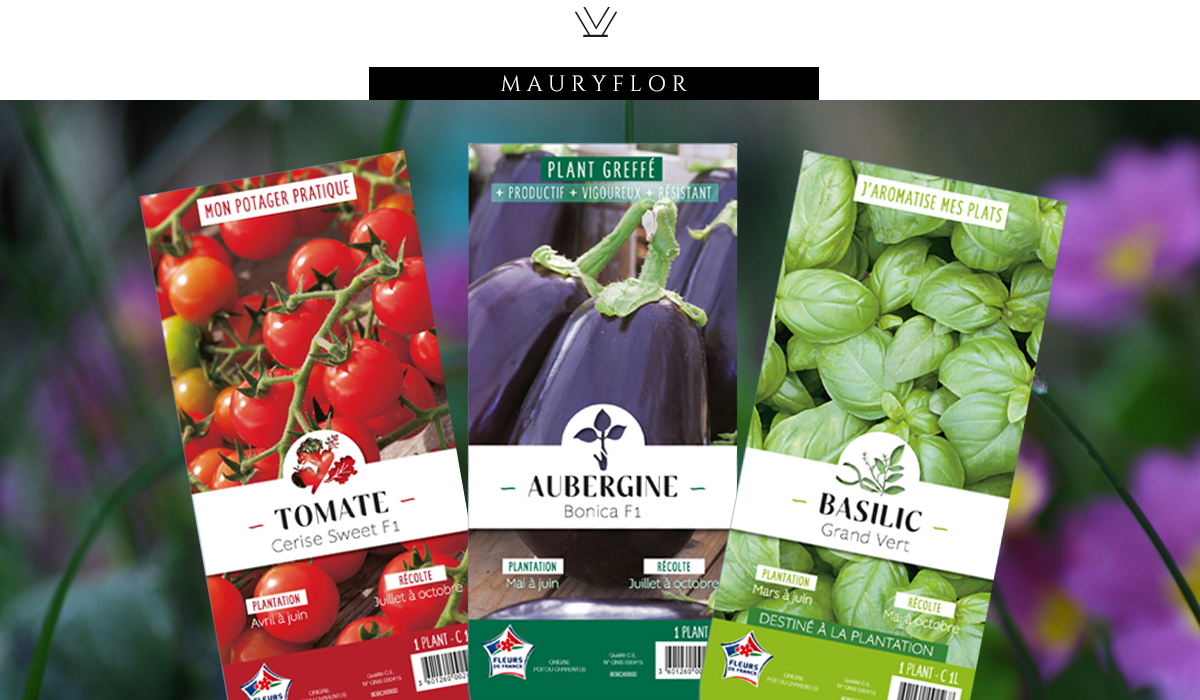 Mauryflor